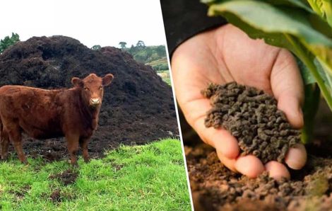 How to Make Organic Fertilizer from Cow Dung?